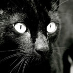 ¿Qué significa soñar con gatos negros?