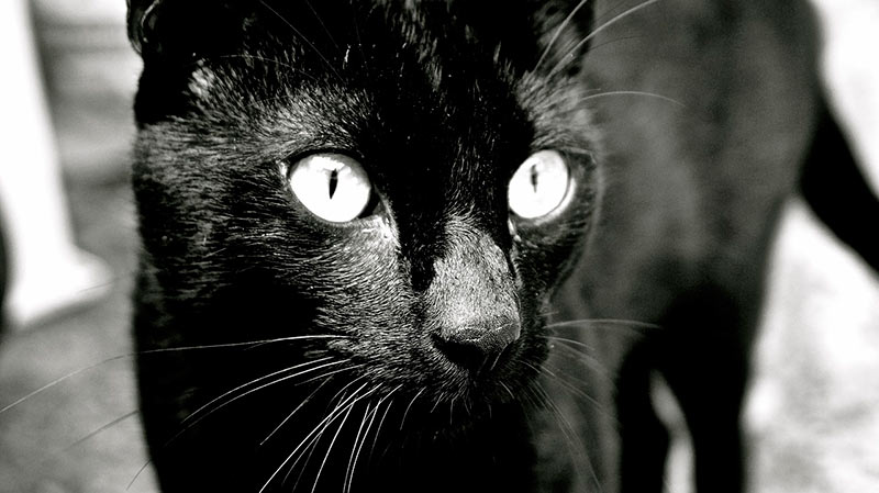 Soñar con gatos negros