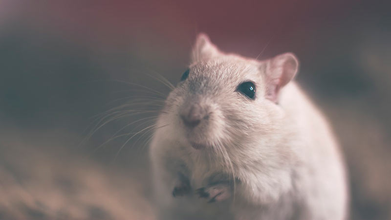 Que significa soñar con ratas vivas
