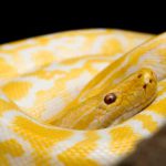 Qué significa soñar con serpientes amarillas