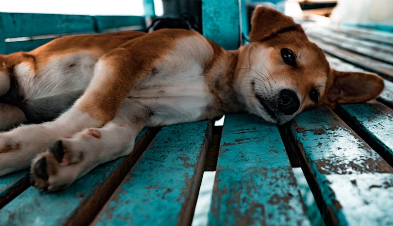 Soñar con perros abandonados | Qué soñar con perros