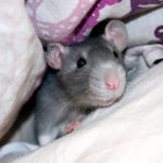 Que significa soñar con ratas grises