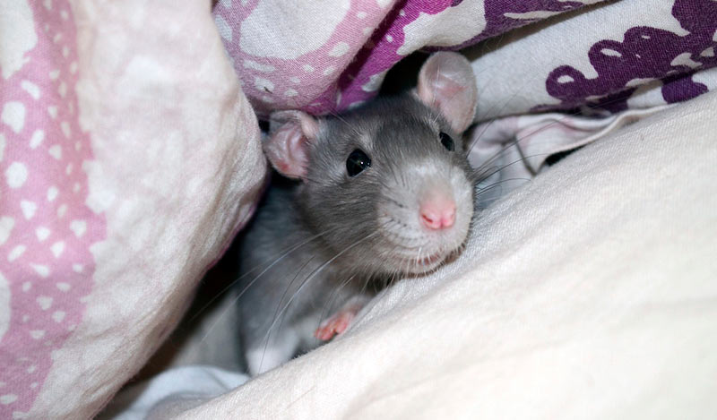 Que significa soñar con ratas grises