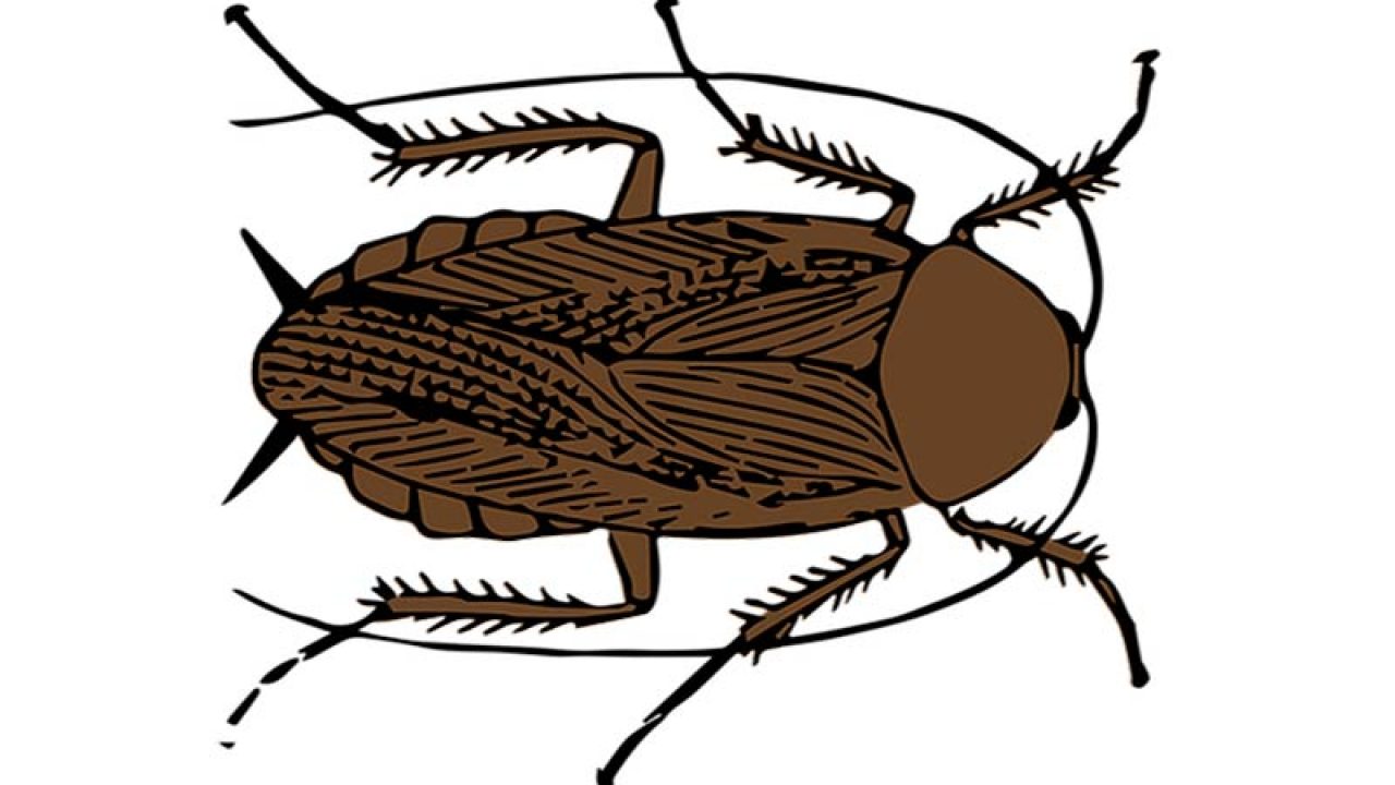 Sonar Con Cucarachas Muertas Que Significa Sonar Con Cucarachas