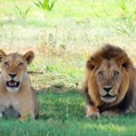 Qué es soñar con leones y leonas