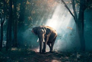 Qué significa soñar con elefantes