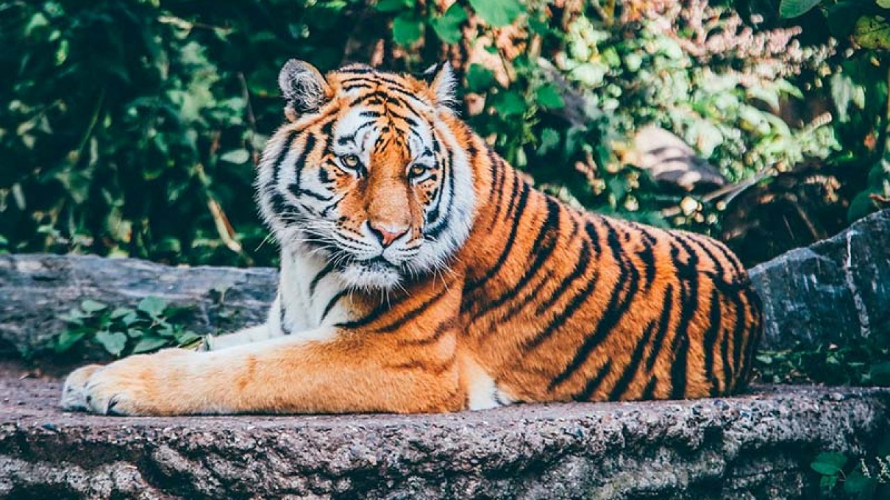 INTERPRETACIONES o significados de Soñar con tigres
