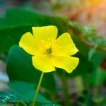 Qué significa soñar con flores amarillas bonitas