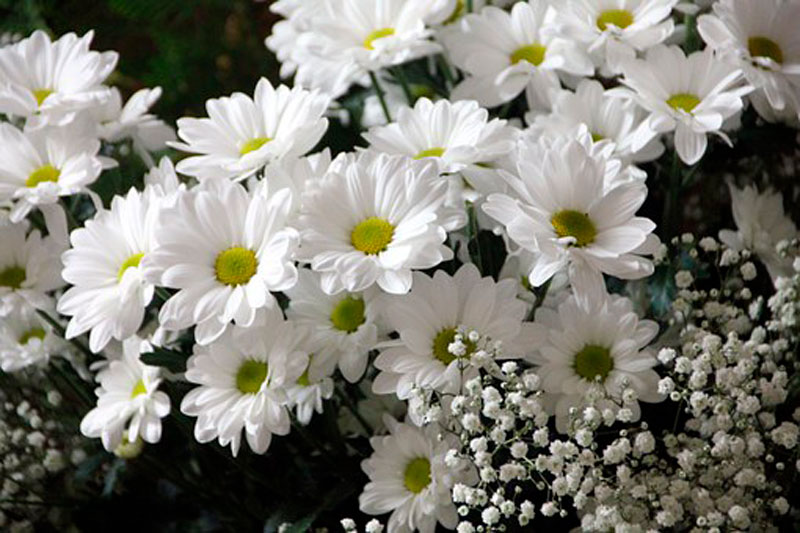 Soñar con flores blancas
