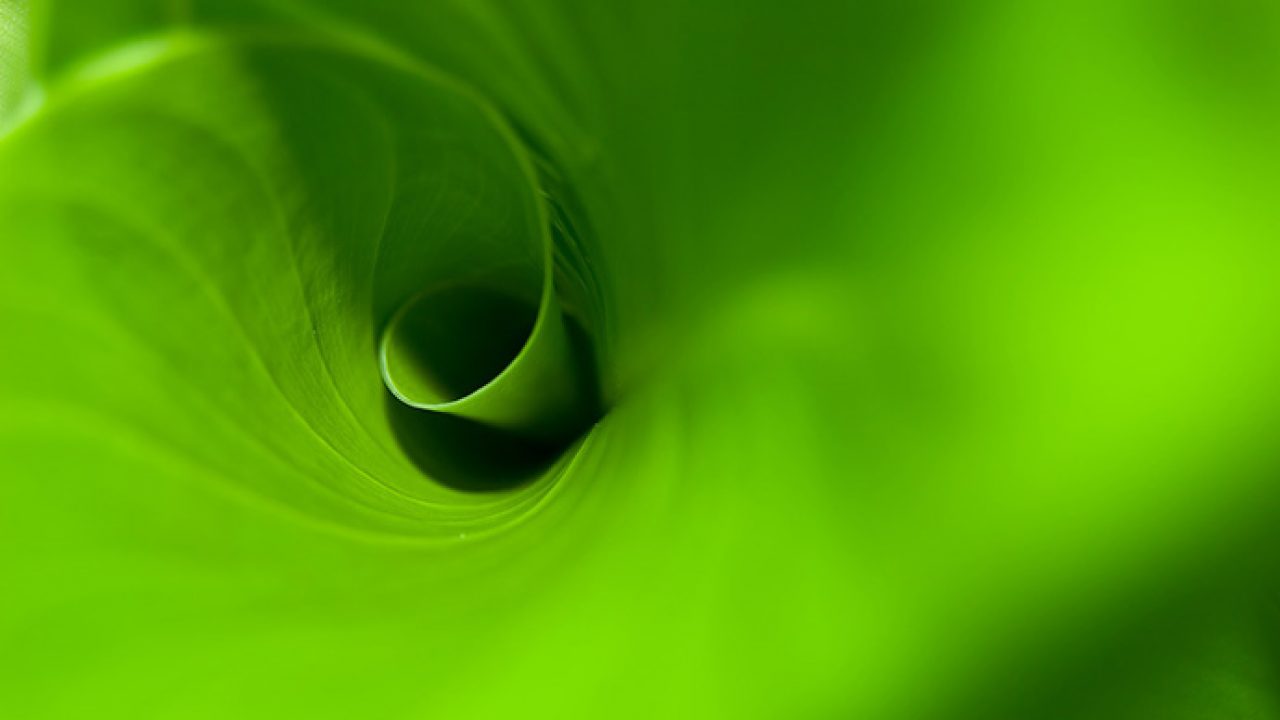 Significado del color verde | Psicología del color verde | Cromoterapia