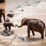 Interpretación de los sueños con elefantes en el agua
