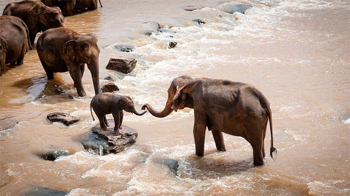 Interpretación de los sueños con elefantes en el agua