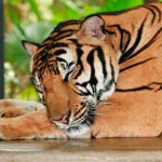 Interpretar los sueños con tigres grandes
