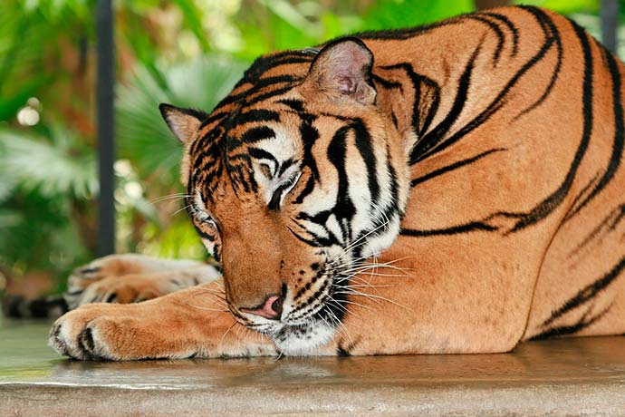 Interpretar los sueños con tigres grandes