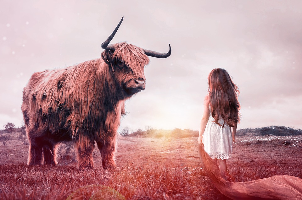 Interpretar un sueño en el que un toro corre detrás de ti
