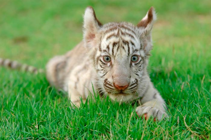 Qué quiere decir soñar con tigres pequeños