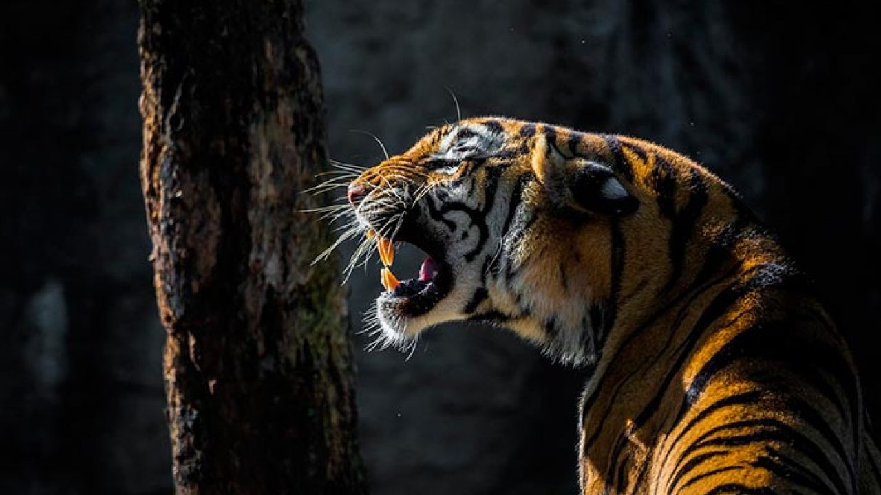 Significado de soñar con un tigre que ataca ?