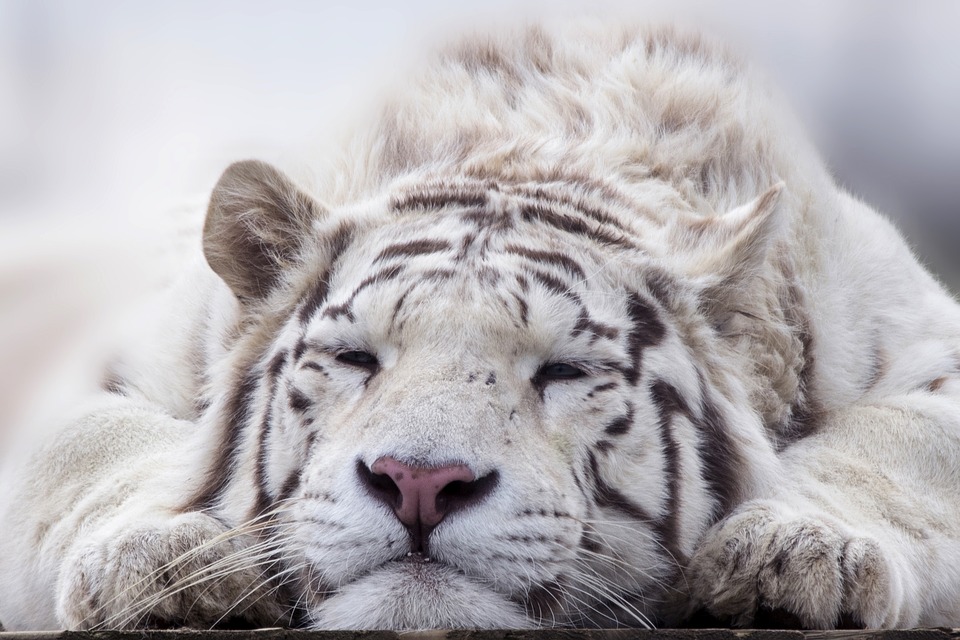 Interpretar los sueños con tigres blancos