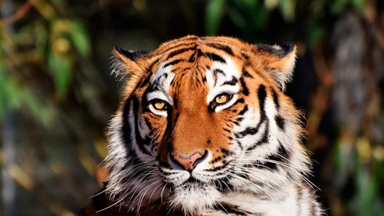 ? El significado del tigre: descubre qué representa en tu vida