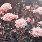 Cuál es el significado espiritual de las rosas