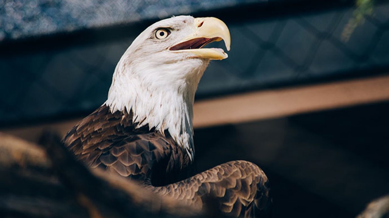 Soñar con águila | Aprende el significado de los sueños ?