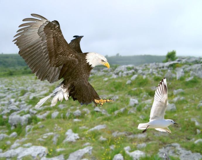 ¿Qué significa soñar con un águila cazando?