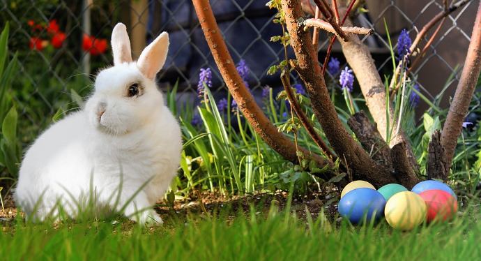 ¿Qué significa soñar con un conejo de color blanco?