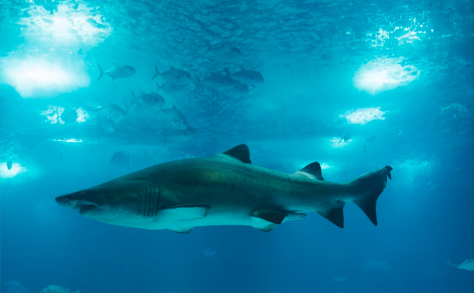 ¿Qué significa soñar con un tiburón?