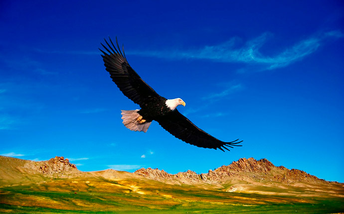 Interpretación de soñar con un águila volando