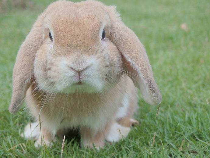¿Qué significa soñar con un conejo pequeño?