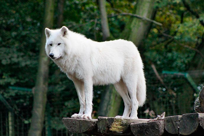 Significado de soñar con un lobo blanco