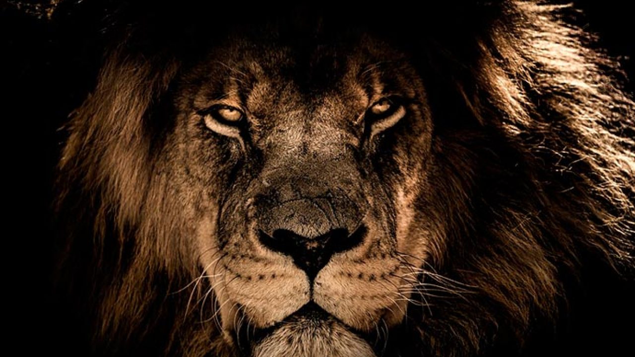 León | El significado espiritual del león que necesitas saber