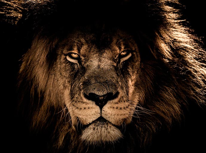 Significado espiritual del león