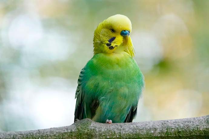 Soñar con pájaro verde psicoanálisis