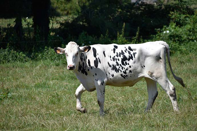 Significado de soñar con vaca lechera