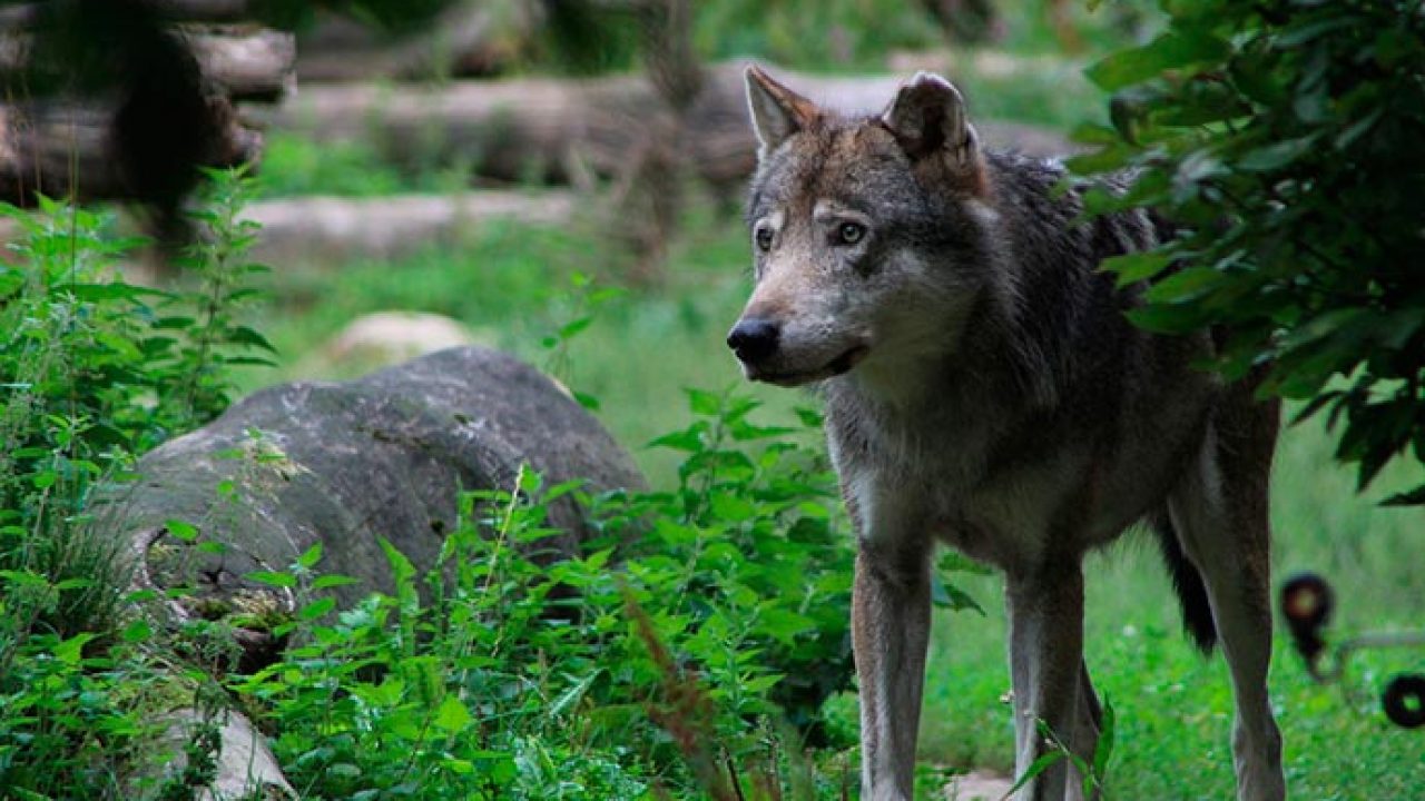 Soñar con lobos grises - Sueños - Refugio del Alma