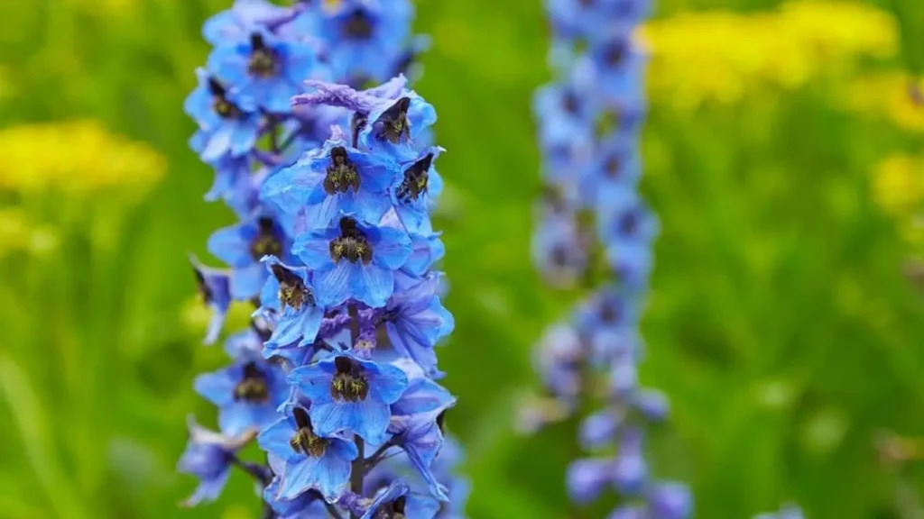 Significado de la flor Espuela de caballero