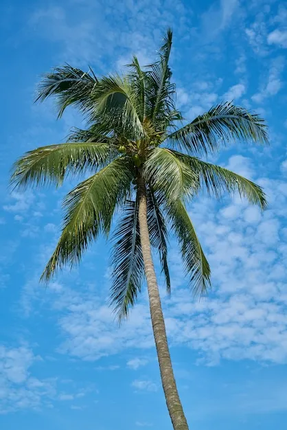 Características de las palmeras