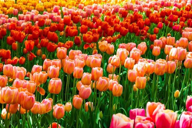 Características de los tulipanes