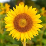 Todo lo que debes saber sobre el girasol