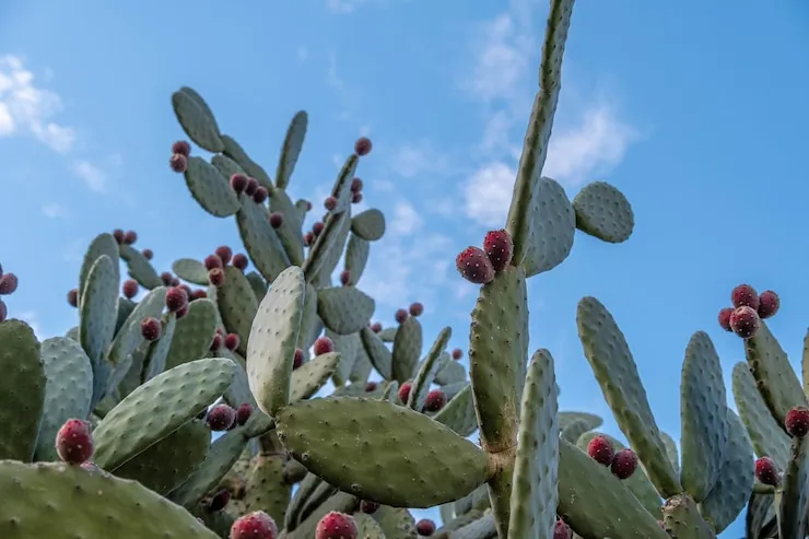 Cómo son los cactus