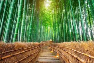 Usos del bambú