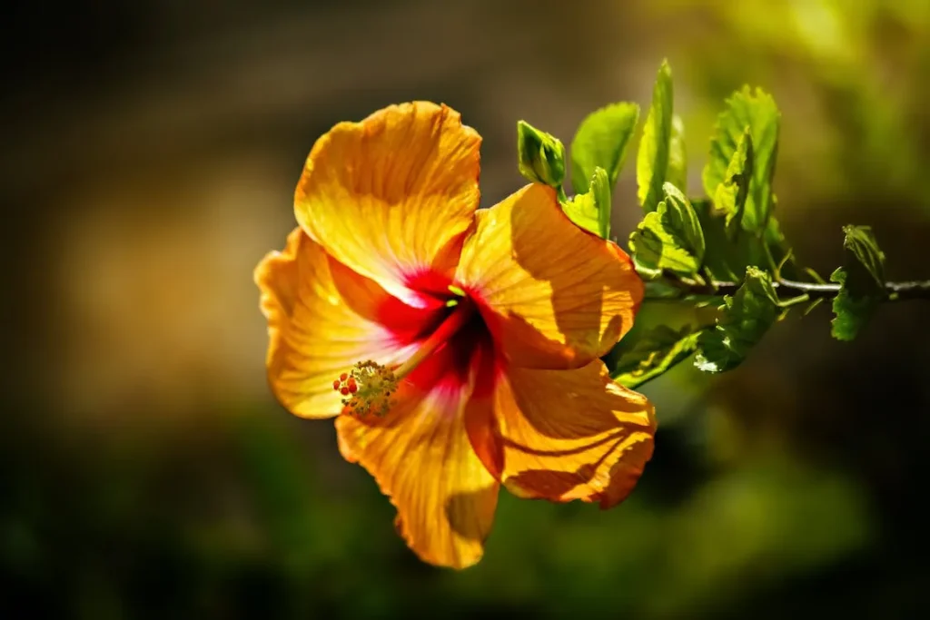 Qué es y para qué sirve el hibisco