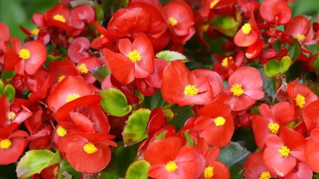 significado de la begonia