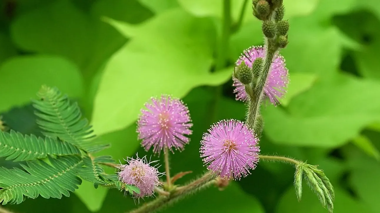 significado flor mimosa