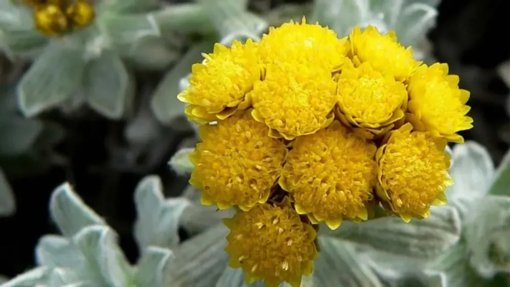 significado de la flor siempreviva