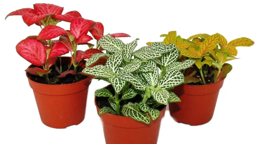 significado de la planta fittonia