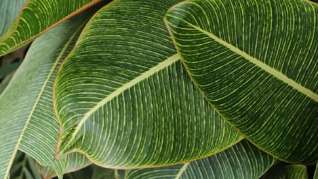 Significado de las plantas