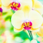 Características y significados de la orquídea