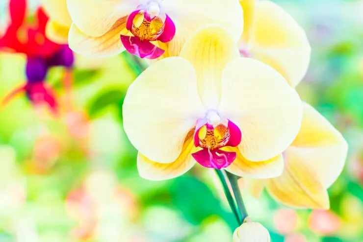 Todo lo que debes saber sobre las orquídeas